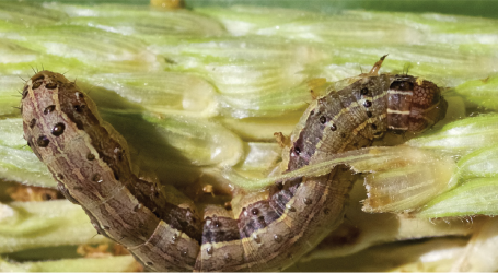 How to control fall army worms
