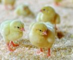 Poultry farming boost in Kisumu county