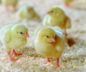 Day old chicks