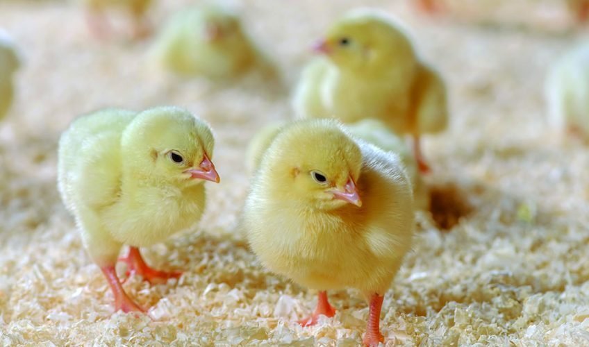 Day old chicks