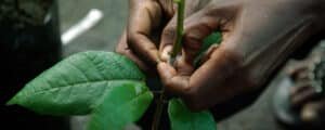 Mkulima Mfalme Grafting of crops