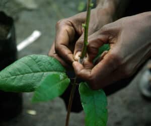 Mkulima Mfalme Grafting of crops