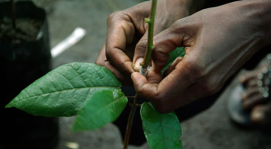 Mkulima Mfalme Grafting of crops