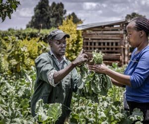 Agriculture sector during the election week