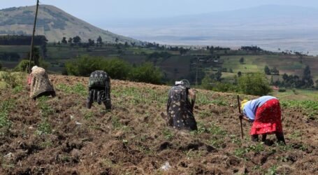 Over 600,000 farmers to benefit Sh6.3 billion grant by USAID aimed at growing agribusiness