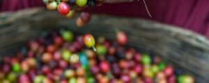 Coffee sector in Kirinyaga