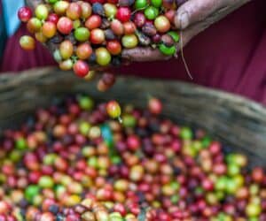 Coffee sector in Kirinyaga