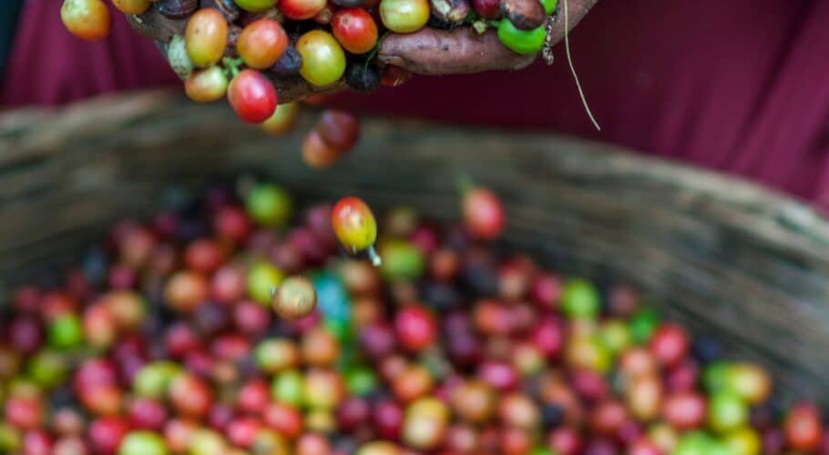 Coffee sector in Kirinyaga