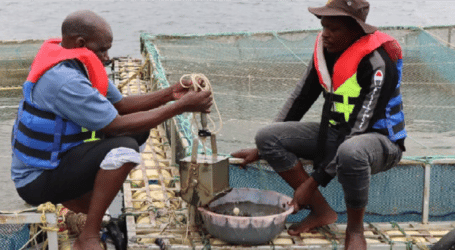 A shot in the arm for aquaculture growth