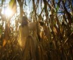 Woes in Nakuru due to poor maize harvest