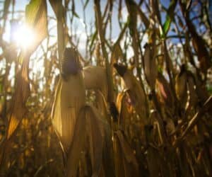 Nakuru county poor maize harvest