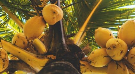 Scientists develop new coconut  multiplication technique
