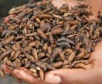 Black soldier fly larvae can cut reliance on antibiotics in poultry, scientists discover
