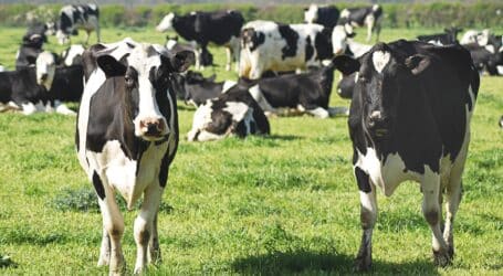 Vaccinate your cows to avoid huge losses