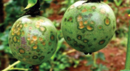 PESTS AND DISEASES THAT AFFECT PASSION FRUIT