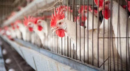 Kenya to host international Poultry Expo next year