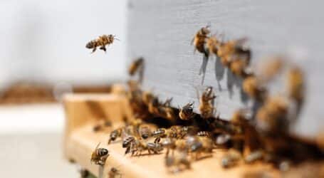 There is more to bees than just sweet honey