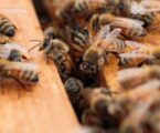 Will Kenya get drawn into Europe’s woes on ‘declining’ bees?