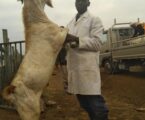 Kenyan farmers reaping big from rearing Galla goats