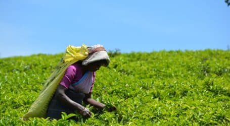 Tea farmers smile to the bank following release of Ksh5.5 billion bonuses