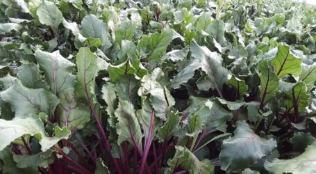How to grow and earn quick money from beetroots
