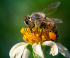 Controlling Varroa Mites improves honeybee health, reduces susceptibility to insecticides, study finds