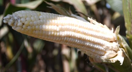 Maize farmers get high yielding maize seed variety