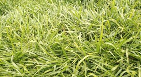 Using Brachiara grass and Desmodium to control Fall armyworm