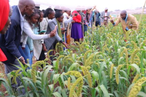 China’s hybrid millet brings hope to easing Kenya’s food crisis