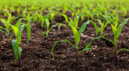 Drought-tolerant high-yielding maize variety developed by scientists