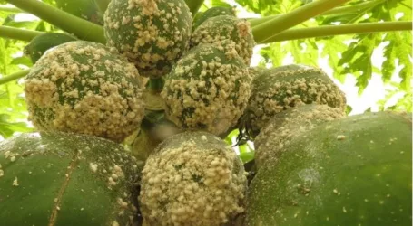 Study shows “strong evidence of exceptional efficiency” of biological control agent against papaya mealybug pest