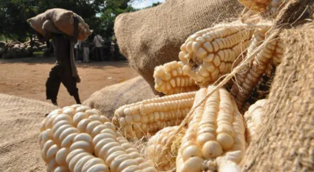 Government to buy 4 million bags of maize from farmers at Ksh4,000 each