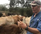 Boran Cattle: The ‘mother’ of Africa’s meat industry