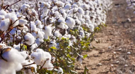 Government announces cotton price hike by Ksh7 to entice farmers, as it eyes US market