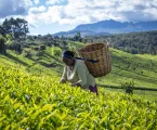 Good news for farmers and traders as Tanzania reverses decision to suspend tea imports from Kenya
