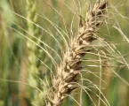 Wheat blast: a threat to food security
