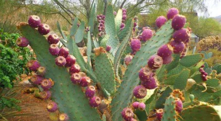 Drones, local community and insects unite against invasive prickly pear cactus in Laikipia 