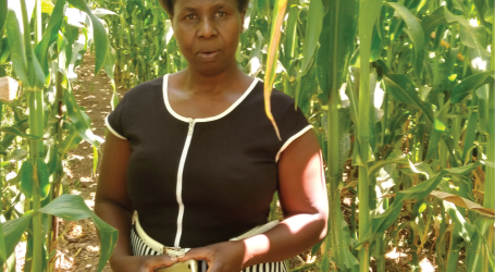 Conservation farming has increased grower’s maize from 10 to 36 bags per acre