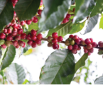 Understanding the  nutrition of coffee