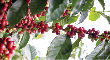 Understanding the  nutrition of coffee