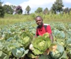 Diploma aside, Munene unearths clean money from vegetable farm