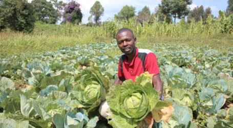 Diploma aside, Munene unearths clean money from vegetable farm