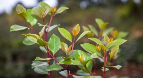 Government documents miraa grades to help farmers boost quality and meet market demands