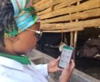 ILRI, CTLGH Launch an Advanced App for Livestock Health and Feed Management