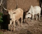 New plan to revolutionise feed inventories in Africa