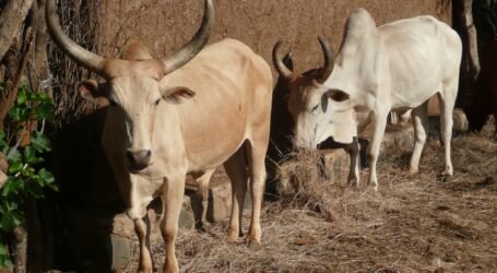 New plan to revolutionise feed inventories in Africa