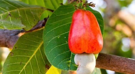 Ksh2.8B cashew nut project to benefit 10,500 farmers in Kilifi