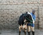 Researchers advocate for climate-resilient livestock breeding to meet growing population and changing climate needs