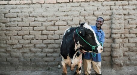 Researchers advocate for climate-resilient livestock breeding to meet growing population and changing climate needs