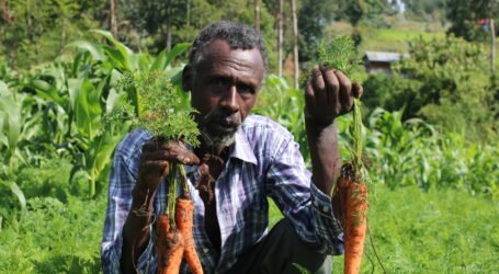 Laikipia farmer takes a bite of carrot business, it’s crunchy and lucrative